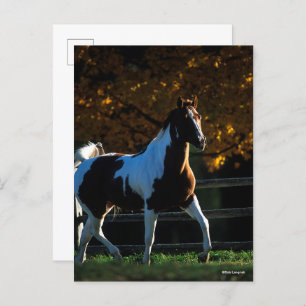 Cartão Postal Bob Langrish Paint Horse Walking Backlile Autumn