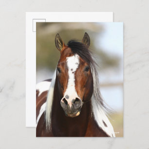 Cartão Postal Bob Langrish Paint Stallion Headshot