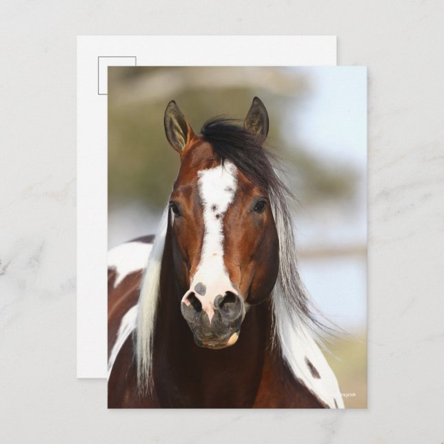 Cartão Postal Bob Langrish | Paint Stallion Headshot (Frente/Verso)