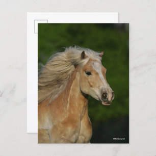 Cartão Postal Bob Langrish Palomino Haflinger Captura