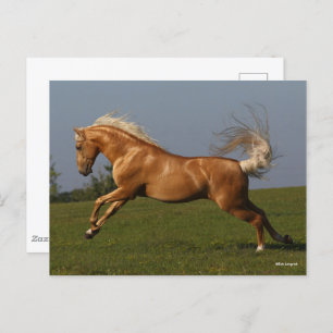 Cartão Postal Bob Langrish Palomino Lusitano — Leapão