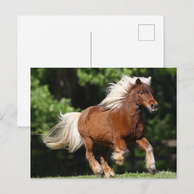 Cartão Postal Bob Langrish | Palomino Miniatura Pony Running (Frente/Verso)