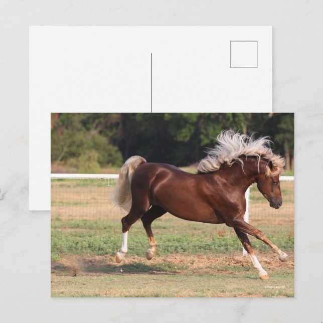 Cartão Postal Bob Langrish | Palomino Morgan Horse Bucking (Frente/Verso)