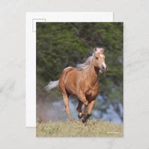 Cartão Postal Bob Langrish   Palomino Quarter Horse Running