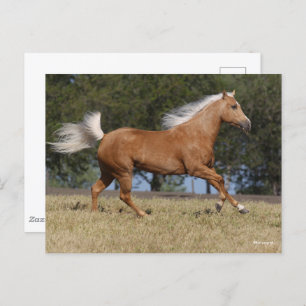 Cartão Postal Bob Langrish Palomino Quarter Horse Running