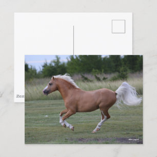 Cartão Postal Bob Langrish   Palomino Welsh Pony Running