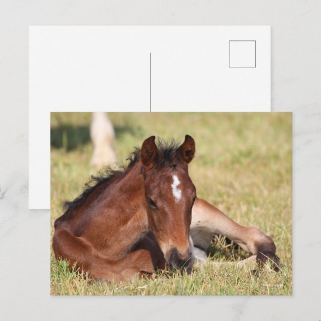 Cartão Postal Bob Langrish | Pão De Warmblood Deitado Em Grama (Frente/Verso)