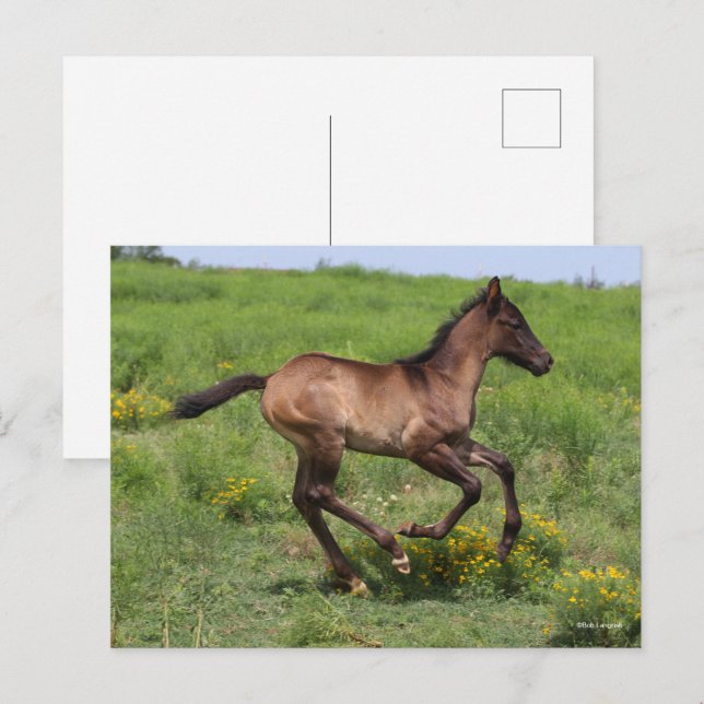 Cartão Postal Bob Langrish | Pé De Cavalo Trimestre Em Corrida (Frente/Verso)