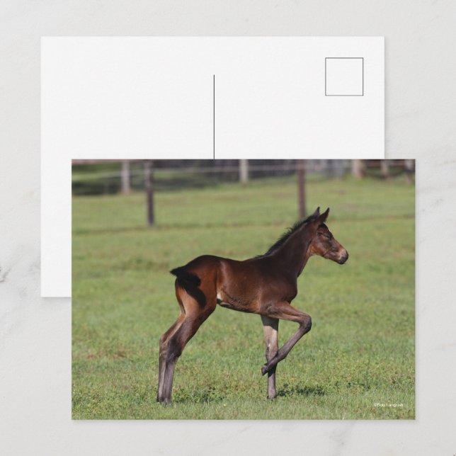 Cartão Postal Bob Langrish | Perna de Pé de Cavalo Quarto para C (Frente/Verso)