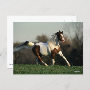 Cartão Postal Bob Langrish Pinto Maneiro Árabe e Fluxo de Caud