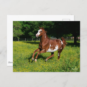 Cartão Postal Bob Langrish Pinto Oldenburg Correndo em flores