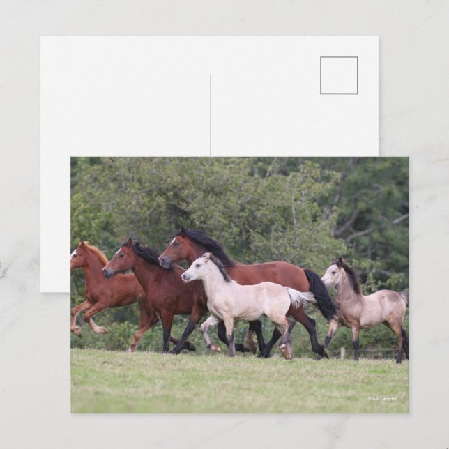 Cartão Postal Bob Langrish Pôies Running Mares and Foals (Frente/Verso)