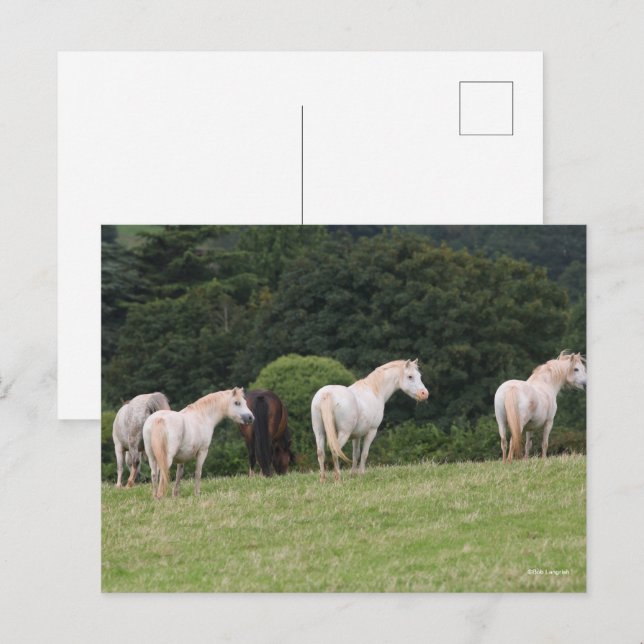 Cartão Postal Bob Langrish | Pôneis Galeses Em Campo (Frente/Verso)