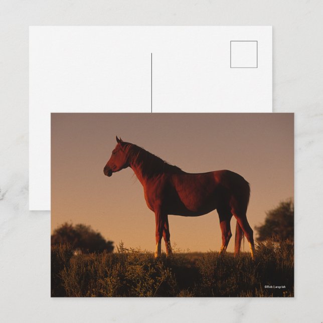 Cartão Postal Bob Langrish | Posição Árabe Ao Sol (Frente/Verso)