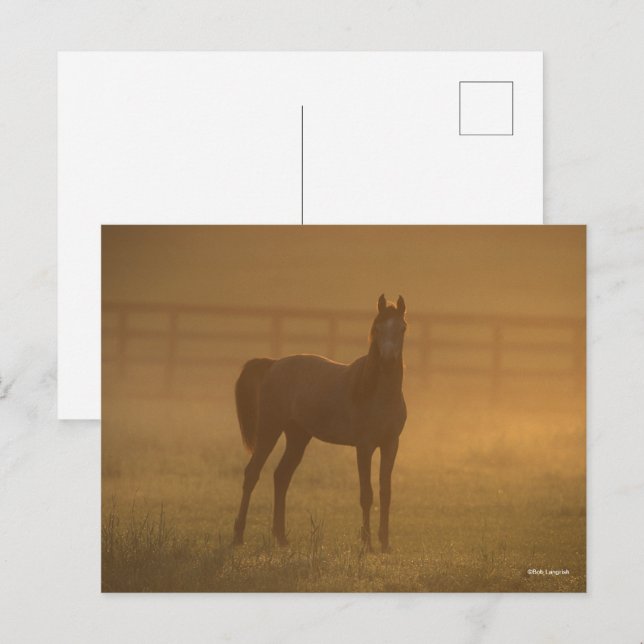 Cartão Postal Bob Langrish | Posição Árabe Em Mist (Frente/Verso)