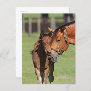 Cartão Postal Bob Langrish Quarter Horse Mare e Foal Cuddling