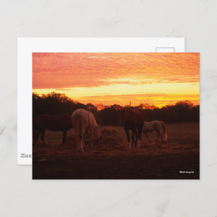 Cartão Postal Bob Langrish Quatro Cavalos Grazados ao Sol