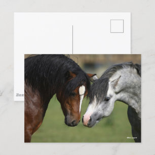 Cartão Postal Bob Langrish   Reunião de pôneis galeses baio e ci