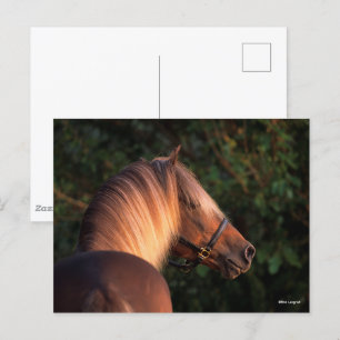 Cartão Postal Bob Langrish   Rocky Mountain Horse foto de rosto