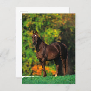 Cartão Postal Bob Langrish Rocky Mountain Horse no outono