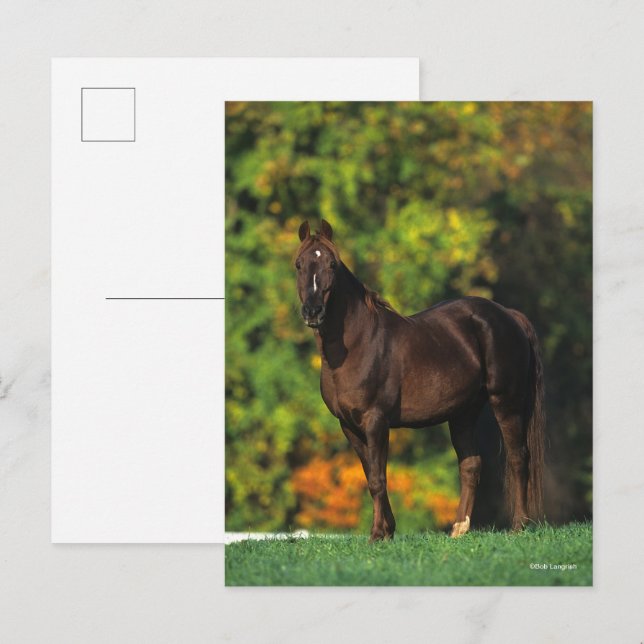 Cartão Postal Bob Langrish Rocky Mountain Horse no outono (Frente/Verso)