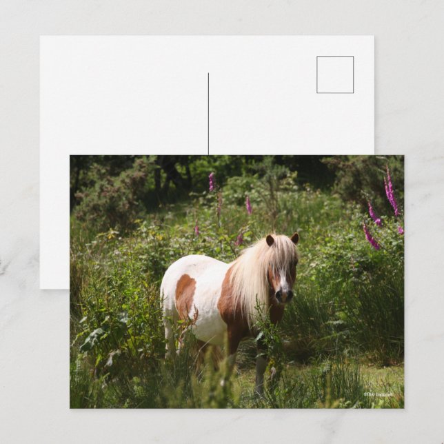 Cartão Postal Bob Langrish | Shetland Pony Em Flores (Frente/Verso)