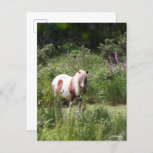 Cartão Postal Bob Langrish Shetland Pony Por Flores