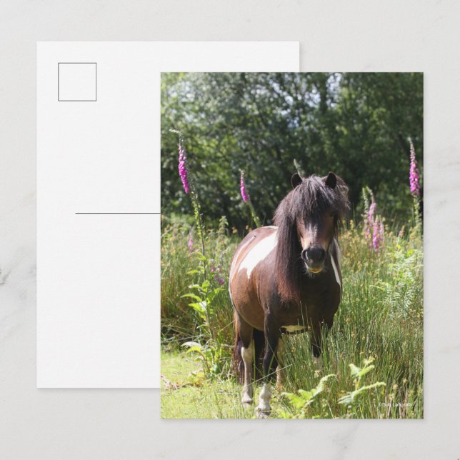 Cartão Postal Bob Langrish | Shetland Pony Por Flores (Frente/Verso)