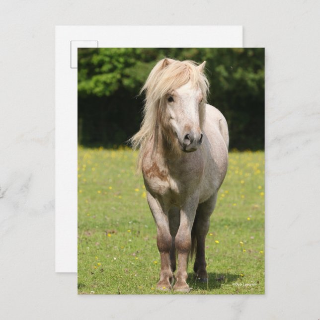 Cartão Postal Bob Langrish | Shetland Pony Standby (Frente/Verso)