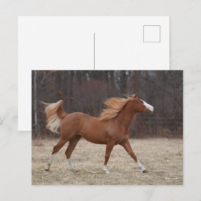 Cartão Postal Bob Langrish | Sobremesas de pintura (Frente/Verso)