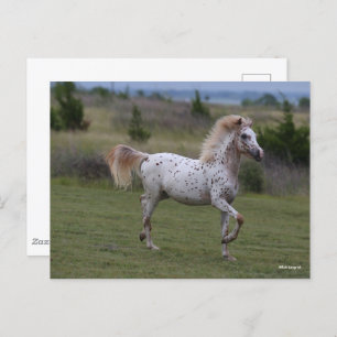 Cartão Postal Bob Langrish   Spotty Pony Da América