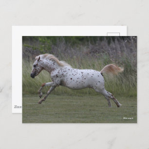 Cartão Postal Bob Langrish Spotty Pony of America Leaping