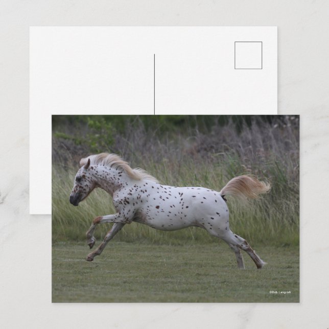 Cartão Postal Bob Langrish | Spotty Pony of America Leaping (Frente/Verso)