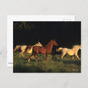 Cartão Postal Bob Langrish Três Árabes Correndo À Noite