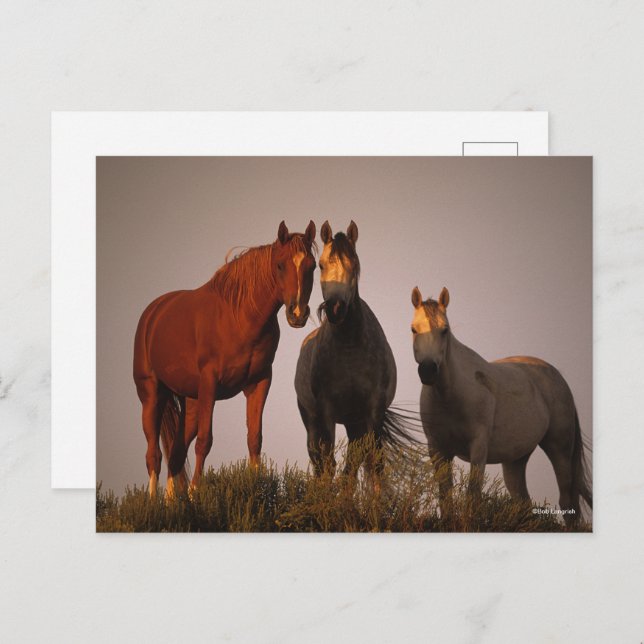 Cartão Postal Bob Langrish | Três Árabes Em Pé De Sol (Frente/Verso)