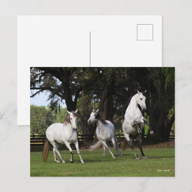 Cartão Postal Bob Langrish | Três Cinzas Andalucianos Fugindo (Frente/Verso)