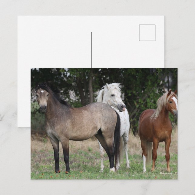 Cartão Postal Bob Langrish | Três Pontes Juntos (Frente/Verso)