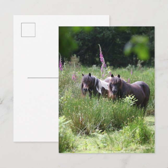Cartão Postal Bob Langrish Two Shetland Ponies Standing Together (Frente/Verso)