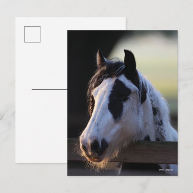 Cartão Postal Bob Langrish | Vanner cigano olhando sobre cerca (Frente/Verso)