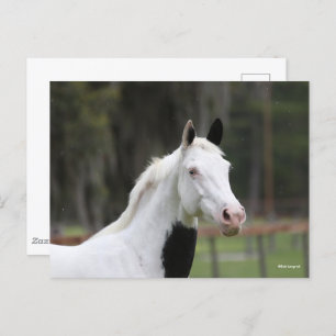 Cartão Postal Bob Langrish Warmblood Pinto Cavalo