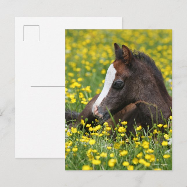 Cartão Postal Bob Langrish | Welsh Pony Foal Resting In Flowers (Frente/Verso)