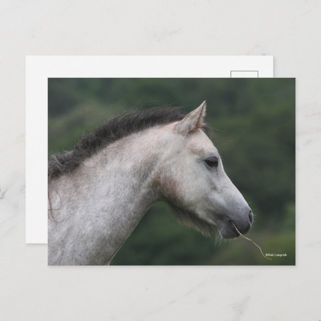 Cartão Postal Bob Langrish | Welsh Section A Pony Headshot (Frente/Verso)