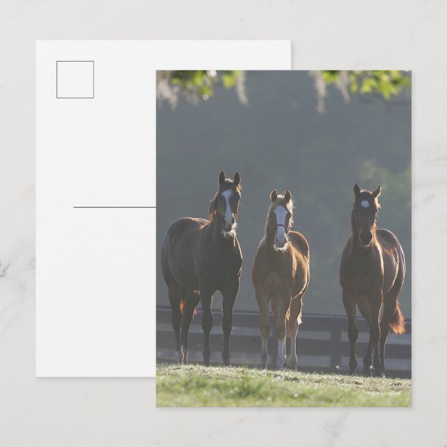 Cartão Postal Bob Langrish | Youngsters de Três Quartos Cavalos (Frente/Verso)