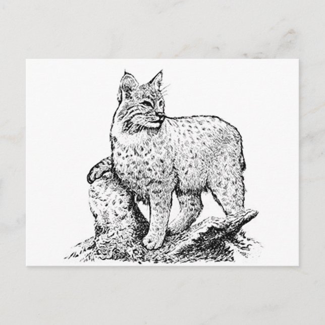Cartão Postal Bobcat Line Art (Frente)
