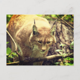Cartão Postal Bobcat Lynx Wild Life Animal