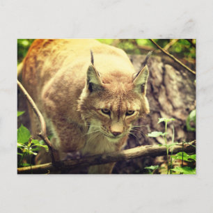 Cartão Postal Bobcat Lynx Wild Life Animal