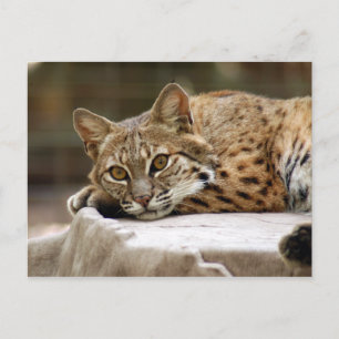 Cartão Postal BobcatBCR018