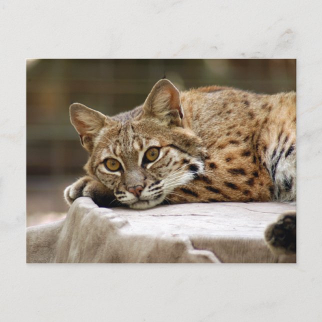 Cartão Postal BobcatBCR018 (Frente)