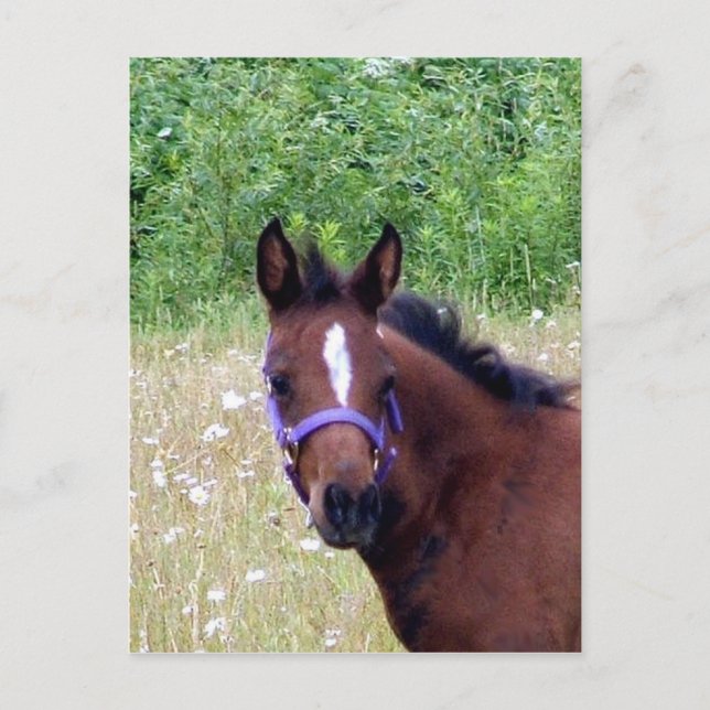 CARTÃO POSTAL BOBO 1 (Frente)