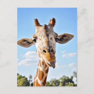 Cartão Postal Bobo Giraffe